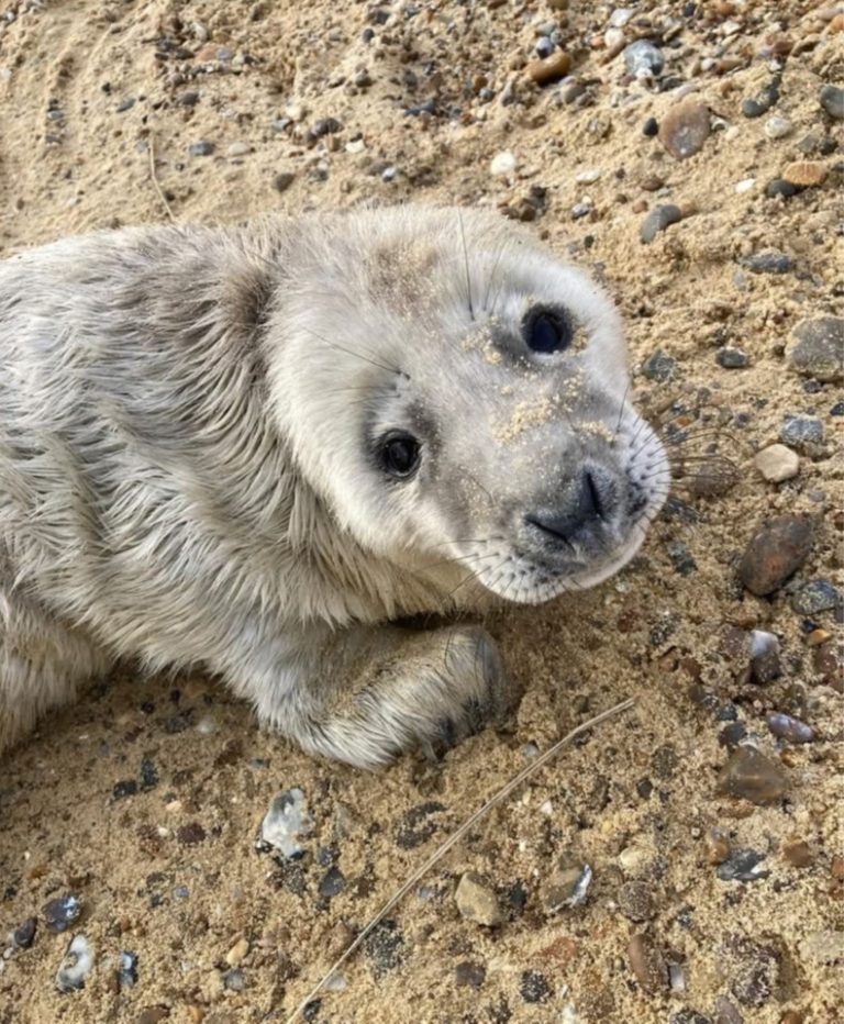 Read more about the article Pittenweem Post – Issue 26 – 14 February 2025