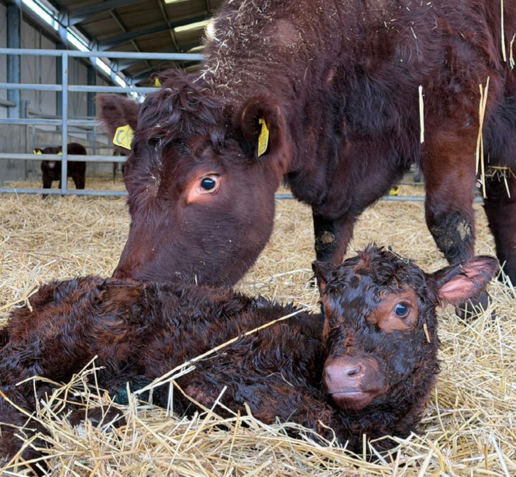 Read more about the article Pittenweem Post – Issue 38 – March 2026