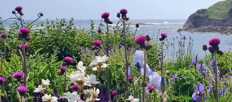 Read more about the article Pittenweem Post – Issue 41 – June 2026