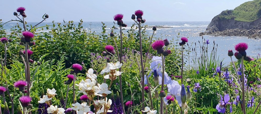 Read more about the article Pittenweem Post – Issue 41 – June 2026